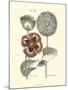 Tinted Floral II-Besler Basilius-Mounted Art Print