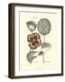 Tinted Floral II-Besler Basilius-Framed Art Print