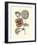 Tinted Floral II-Besler Basilius-Framed Art Print