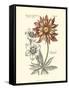 Tinted Floral III-Besler Basilius-Framed Stretched Canvas