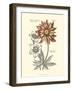 Tinted Floral III-Besler Basilius-Framed Art Print