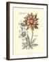 Tinted Floral III-Besler Basilius-Framed Art Print