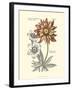 Tinted Floral III-Besler Basilius-Framed Art Print