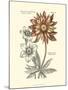 Tinted Floral III-Besler Basilius-Mounted Art Print