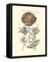 Tinted Floral IV-Besler Basilius-Framed Stretched Canvas