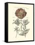 Tinted Floral IV-Besler Basilius-Framed Stretched Canvas
