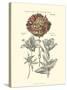Tinted Floral IV-Besler Basilius-Stretched Canvas