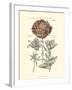 Tinted Floral IV-Besler Basilius-Framed Art Print