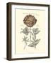 Tinted Floral IV-Besler Basilius-Framed Art Print