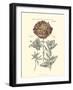 Tinted Floral IV-Besler Basilius-Framed Art Print