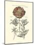 Tinted Floral IV-Besler Basilius-Mounted Art Print