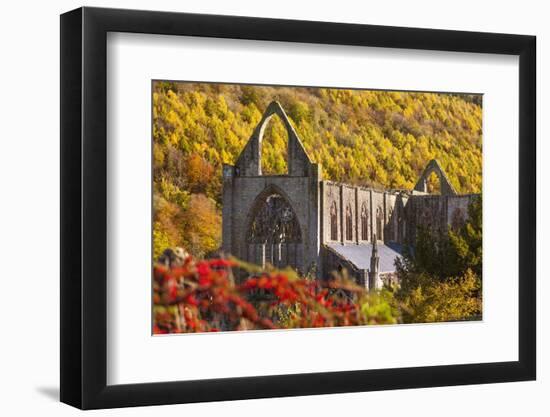 Tintern Abbey, Wye Valley, Monmouthshire, Wales, United Kingdom, Europe-Billy Stock-Framed Photographic Print