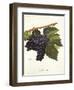 Tinto Cao Grape-A. Kreyder-Framed Giclee Print