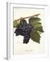 Tinto Cao Grape-A. Kreyder-Framed Giclee Print