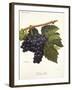 Tinto Cao Grape-A. Kreyder-Framed Giclee Print