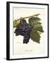 Tinto Cao Grape-A. Kreyder-Framed Giclee Print