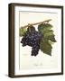 Tinto Cao Grape-A. Kreyder-Framed Giclee Print