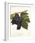 Tinto Cao Grape-A. Kreyder-Framed Giclee Print