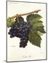 Tinto Cao Grape-A. Kreyder-Mounted Giclee Print