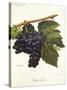 Tinto Cao Grape-A. Kreyder-Stretched Canvas