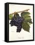 Tinto Cao Grape-A. Kreyder-Framed Stretched Canvas