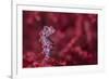 Tiny (10Mm) Pygmy Seahorse (Hippocampus Bargibanti) Sheltering In Seafan (Muricella Sp.)-Alex Mustard-Framed Photographic Print