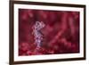 Tiny (10Mm) Pygmy Seahorse (Hippocampus Bargibanti) Sheltering In Seafan (Muricella Sp.)-Alex Mustard-Framed Photographic Print