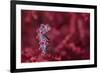 Tiny (10Mm) Pygmy Seahorse (Hippocampus Bargibanti) Sheltering In Seafan (Muricella Sp.)-Alex Mustard-Framed Photographic Print