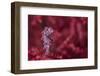 Tiny (10Mm) Pygmy Seahorse (Hippocampus Bargibanti) Sheltering In Seafan (Muricella Sp.)-Alex Mustard-Framed Photographic Print