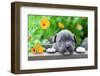 Tiny and Charming New Born Puppy of the American Bully Dog Breed (Bulldog).-Kukurund-Framed Photographic Print