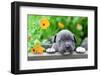 Tiny and Charming New Born Puppy of the American Bully Dog Breed (Bulldog).-Kukurund-Framed Photographic Print