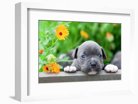 Tiny and Charming New Born Puppy of the American Bully Dog Breed (Bulldog).-Kukurund-Framed Photographic Print