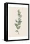 Tiny Branch-Urban Epiphany-Framed Stretched Canvas
