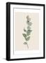 Tiny Branch-Urban Epiphany-Framed Art Print