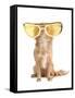 Tiny Chihuahua Dog With Funny Huge Glasses-vitalytitov-Framed Stretched Canvas