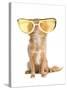 Tiny Chihuahua Dog With Funny Huge Glasses-vitalytitov-Stretched Canvas