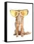 Tiny Chihuahua Dog With Funny Huge Glasses-vitalytitov-Framed Stretched Canvas