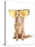 Tiny Chihuahua Dog With Funny Huge Glasses-vitalytitov-Stretched Canvas