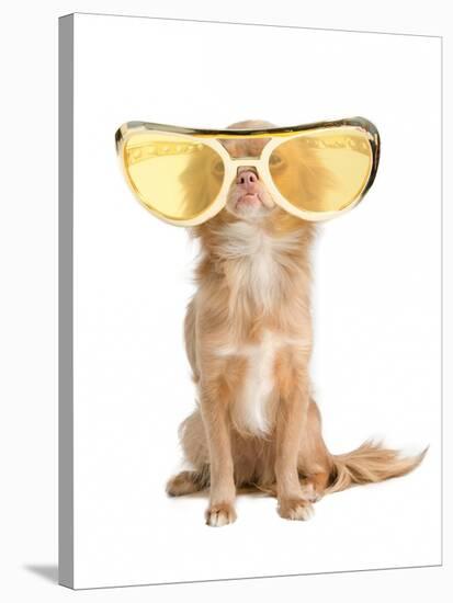 Tiny Chihuahua Dog With Funny Huge Glasses-vitalytitov-Stretched Canvas