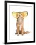 Tiny Chihuahua Dog With Funny Huge Glasses-vitalytitov-Framed Photographic Print