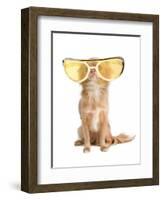 Tiny Chihuahua Dog With Funny Huge Glasses-vitalytitov-Framed Photographic Print