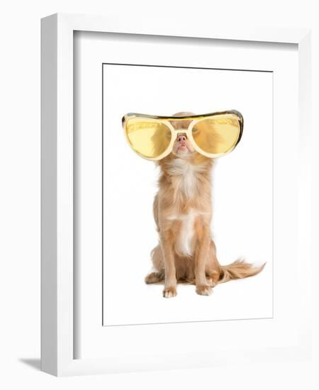 Tiny Chihuahua Dog With Funny Huge Glasses-vitalytitov-Framed Photographic Print