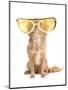 Tiny Chihuahua Dog With Funny Huge Glasses-vitalytitov-Mounted Photographic Print