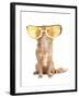 Tiny Chihuahua Dog With Funny Huge Glasses-vitalytitov-Framed Photographic Print