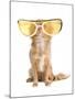 Tiny Chihuahua Dog With Funny Huge Glasses-vitalytitov-Mounted Photographic Print