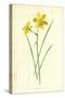 Tiny Daffodil-Frederick Edward Hulme-Stretched Canvas