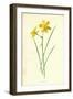 Tiny Daffodil-Frederick Edward Hulme-Framed Giclee Print