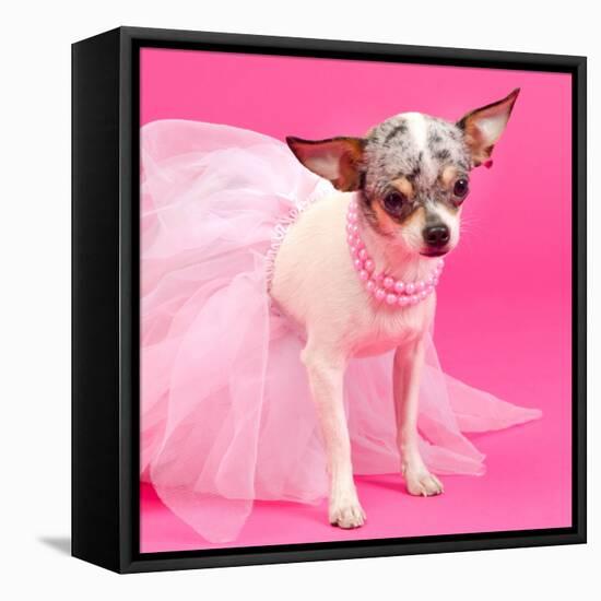 Tiny Elegant Chihuahua Dog-vitalytitov-Framed Stretched Canvas