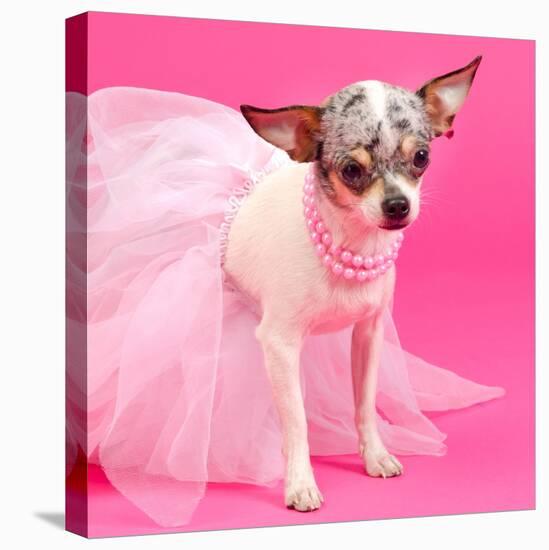 Tiny Elegant Chihuahua Dog-vitalytitov-Stretched Canvas