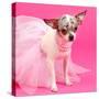 Tiny Elegant Chihuahua Dog-vitalytitov-Stretched Canvas
